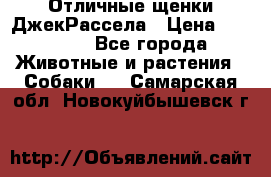 Отличные щенки ДжекРассела › Цена ­ 50 000 - Все города Животные и растения » Собаки   . Самарская обл.,Новокуйбышевск г.